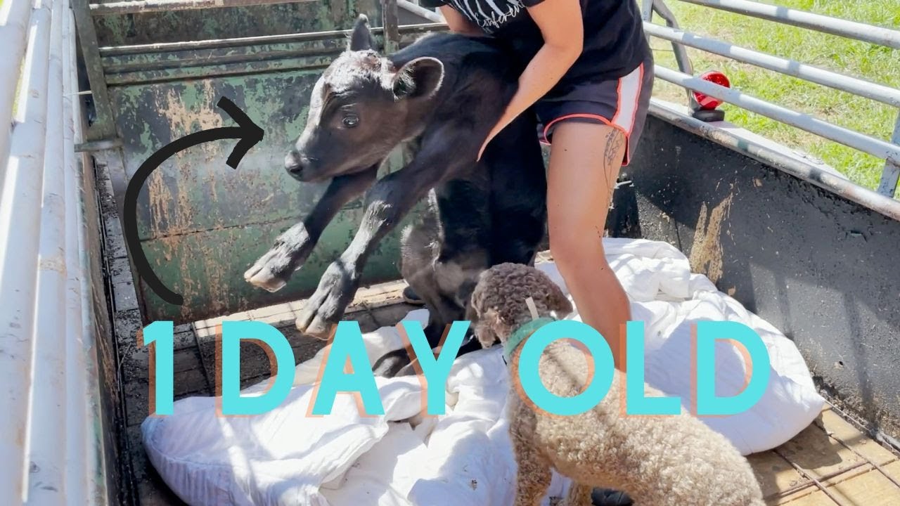 We Bought Baby Calves