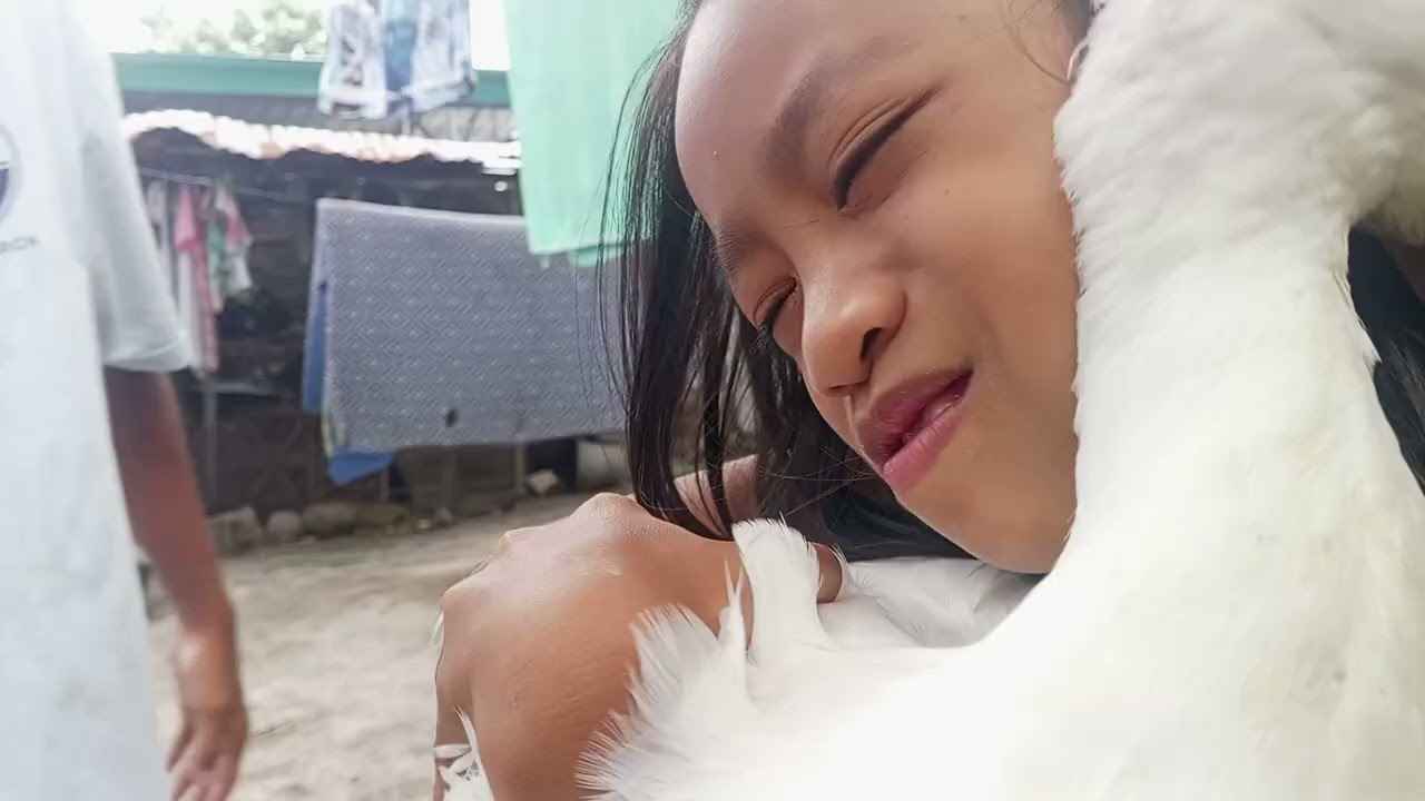 Na gunitan  na  Ang pato na lalake