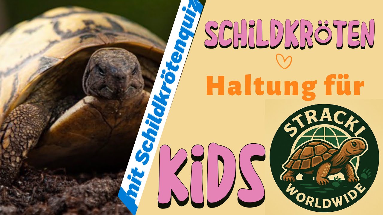 Schildkr&ouml;ten, Haltung f&uuml;r Kinder erkl&auml;rt - mit Quiz - Griechische Landschildkr&ouml;ten
