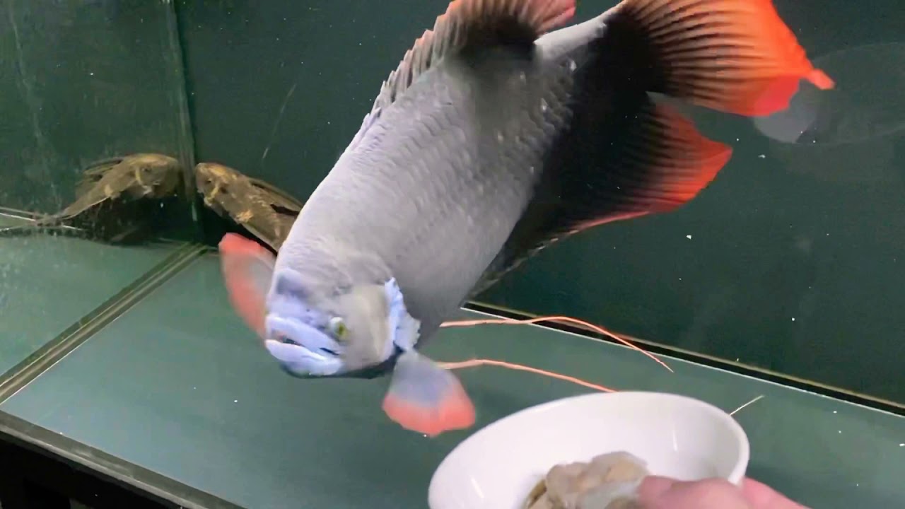Giant red tail gourami eating ...