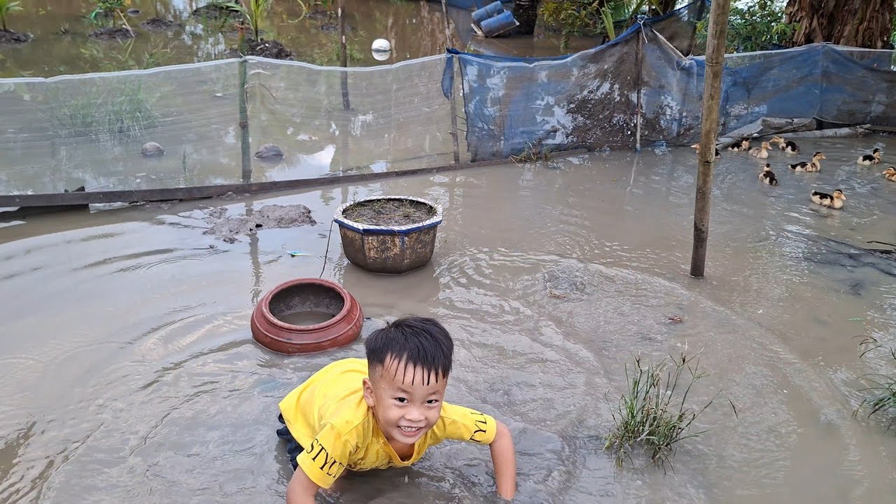 Chuột Bị Té Lên Té Xuống Khi Lội Đi Bắt Vịt Về Nuôi