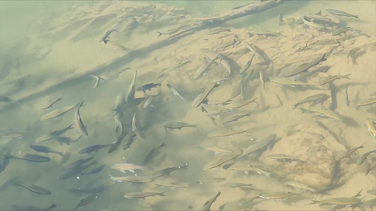 In search of the Thai Mahseer  - Mae Ngao River - Wild River Fishing in Thailand