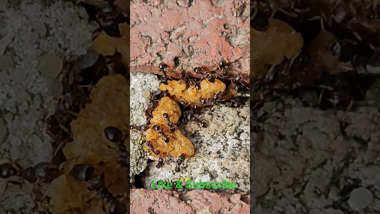 Hard working, Ants! Insect teamwork.
