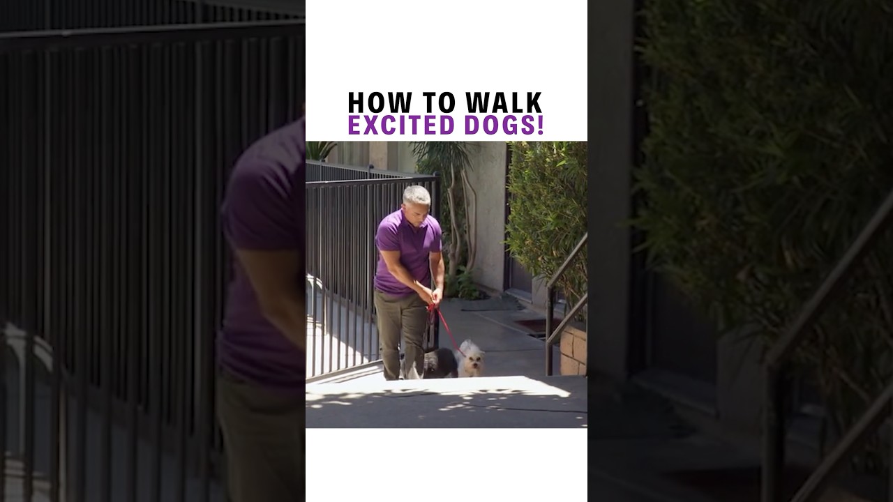 How Do You Walk An Overly Excited Dog? #dogtips #dogshorts #doglover
