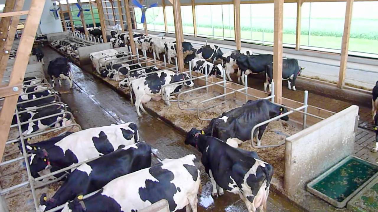 Biogas und Kuhstall Kolenfeld