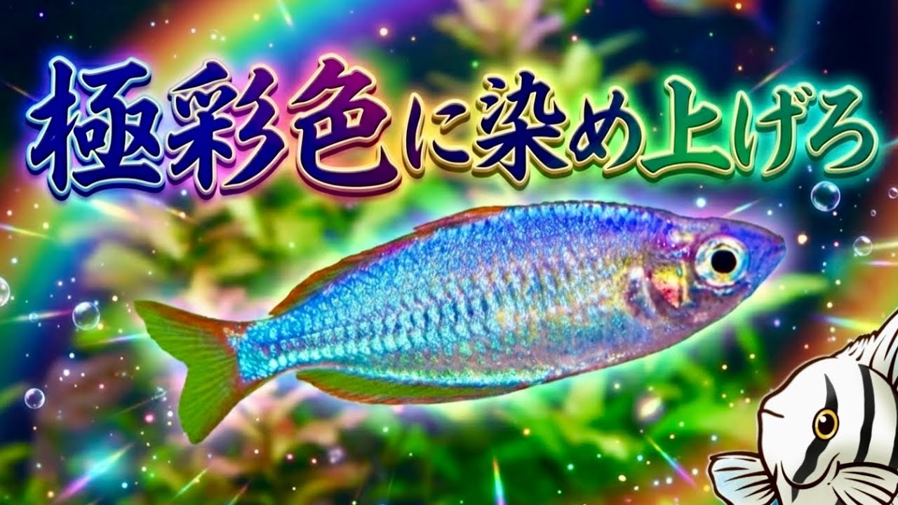 【極彩色8選】もう地味とは言わせない！水槽を劇的に染める熱帯魚たち【淡水魚 アクアリウム】