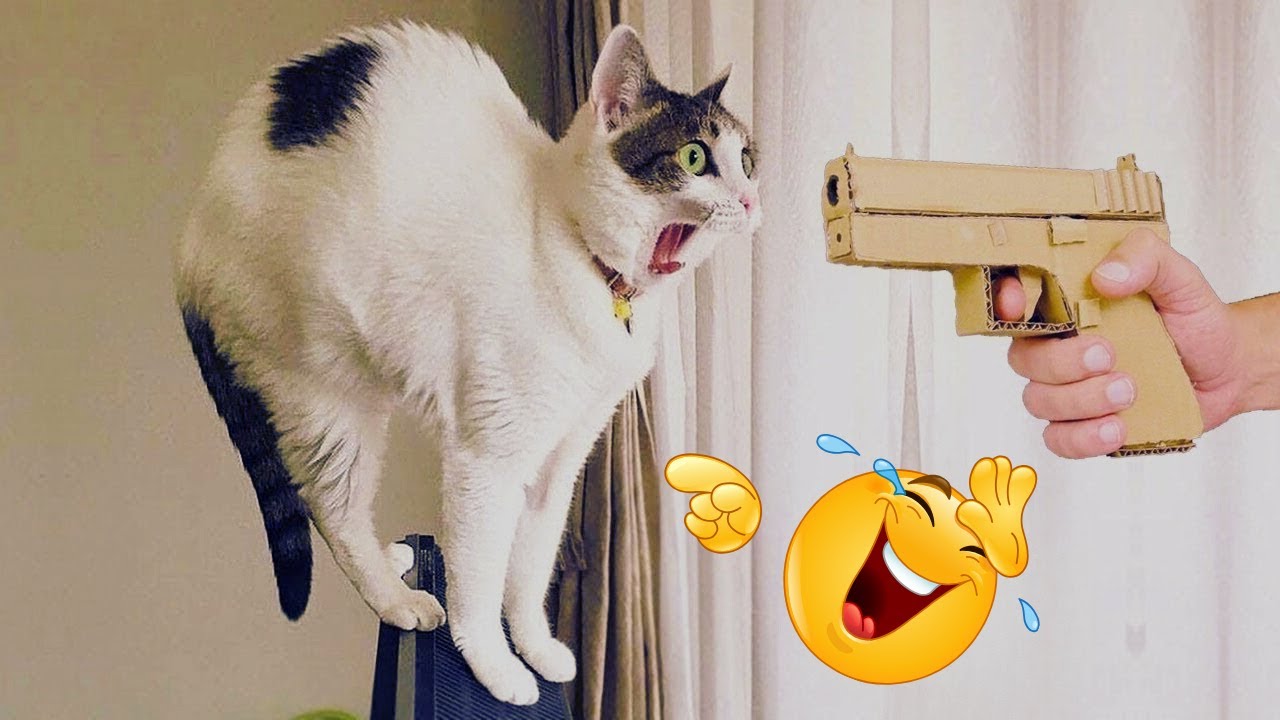 🤣🐱 Best Funny Cats of 2025 &mdash; You&rsquo;ll Laugh Nonstop!