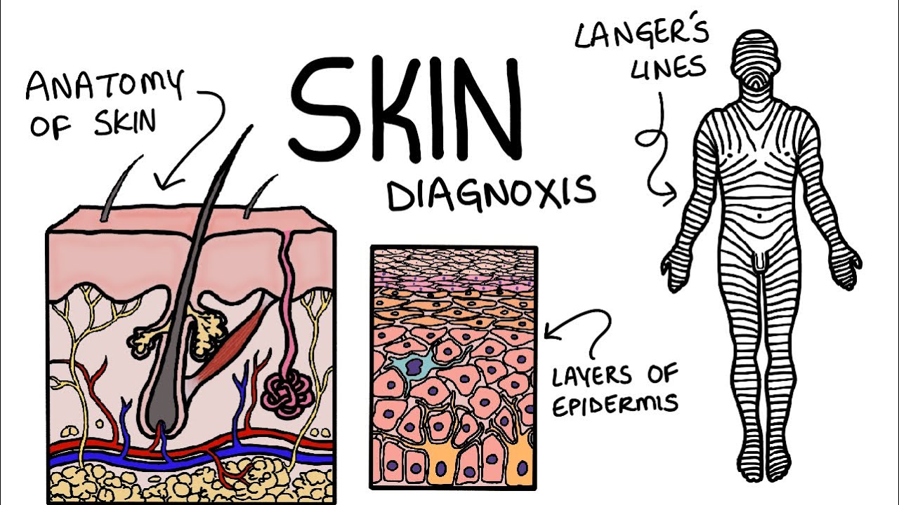 Understanding the anatomy of the skin along with its functions