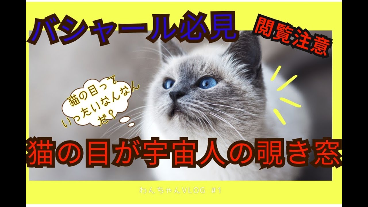バシャール発言！猫の目が宇宙人の覗き窓？