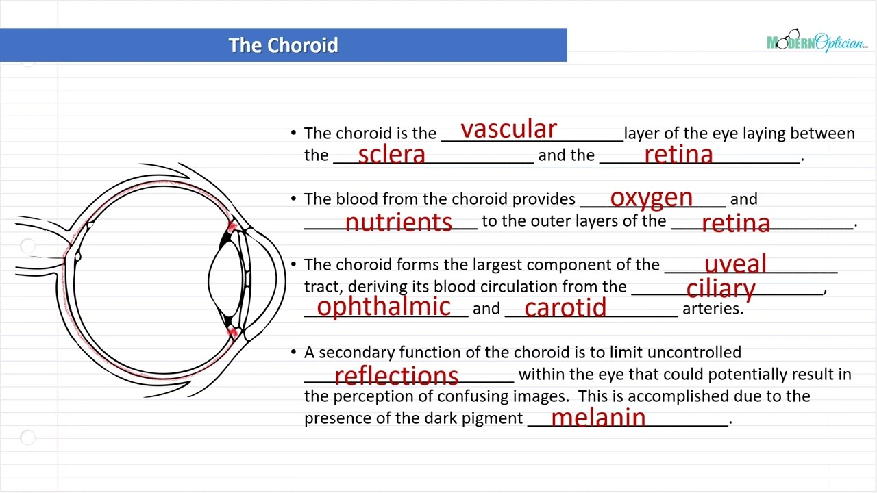 Optician Training: The Choroid (Ocular Anatomy Lecture 9)