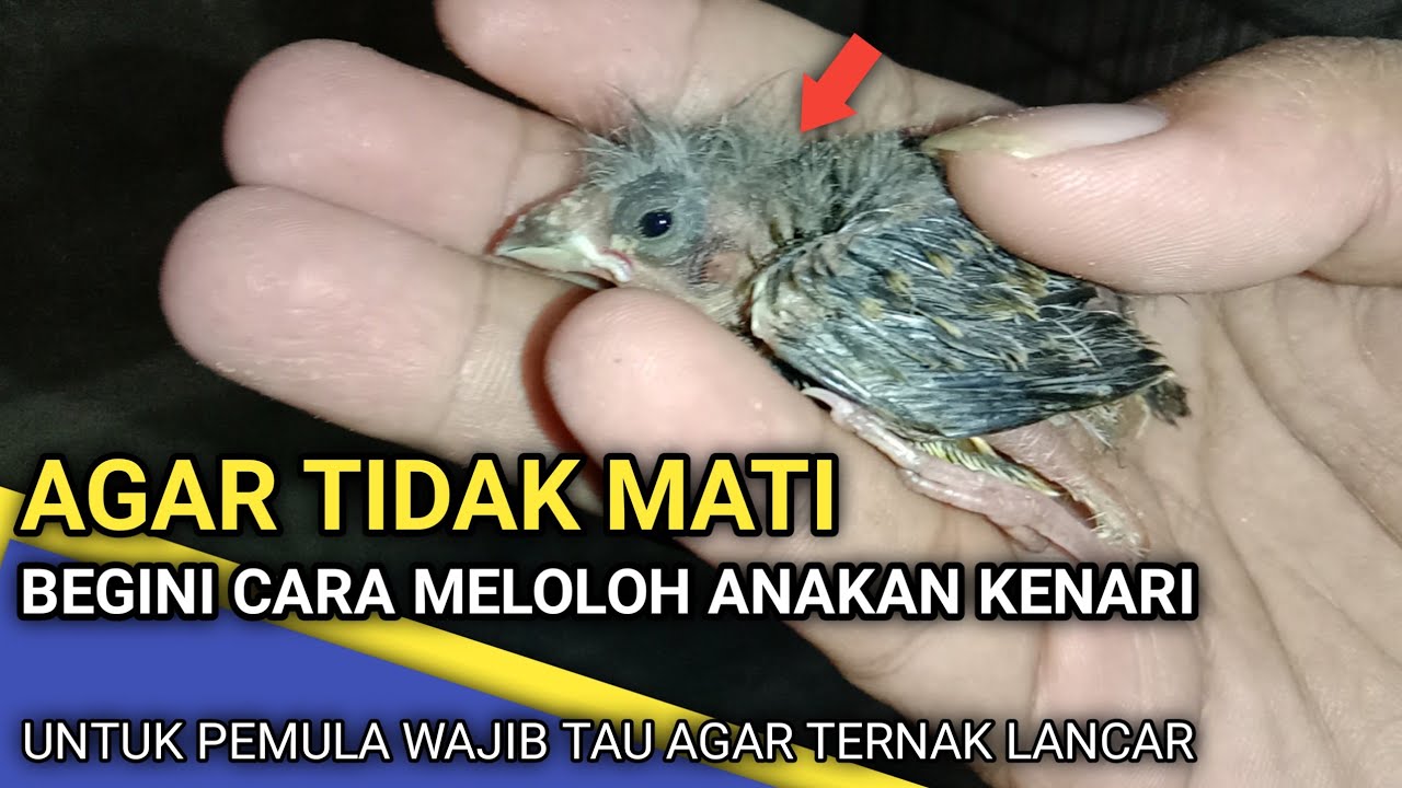 Cara Meloloh Anakan Kenari Dengan Baik dan Benar Agar Tetap Sehat