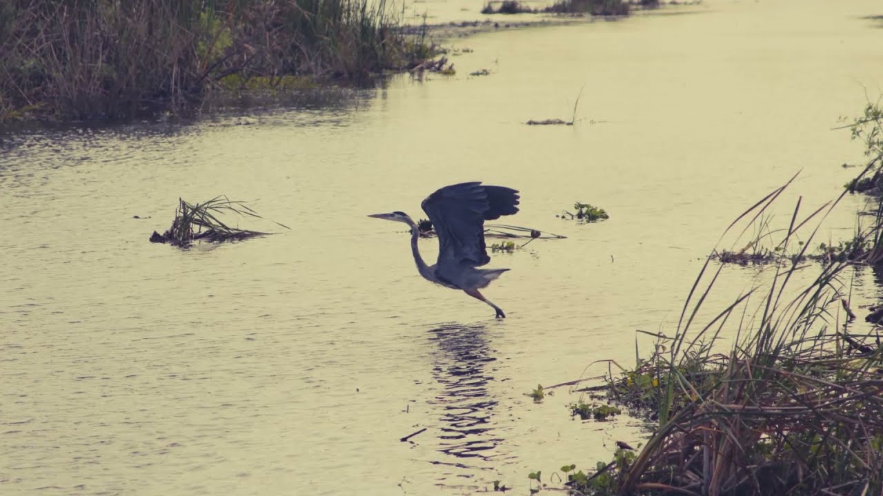 Sleep to Florida Everglades natural sounds, 528hz + 7 RA healing frequencies