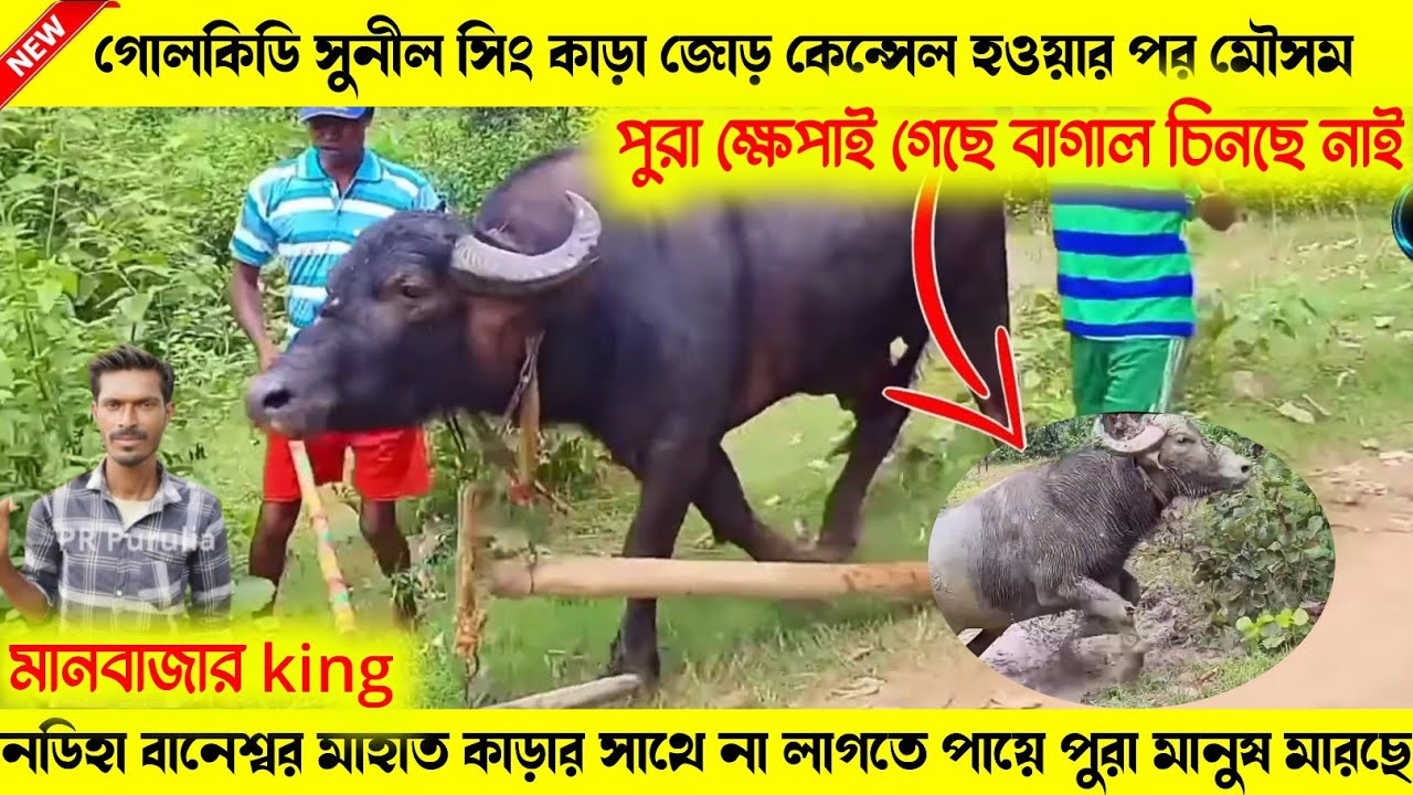 গোলকিডি সুনীল সিং কাড়া জোড় কেন্সেল হওয়ার পর মৌসম টা দেখো /নডিহা বানেশ্বর মাহাত কাড়ার সাথে কেন্সেল পর