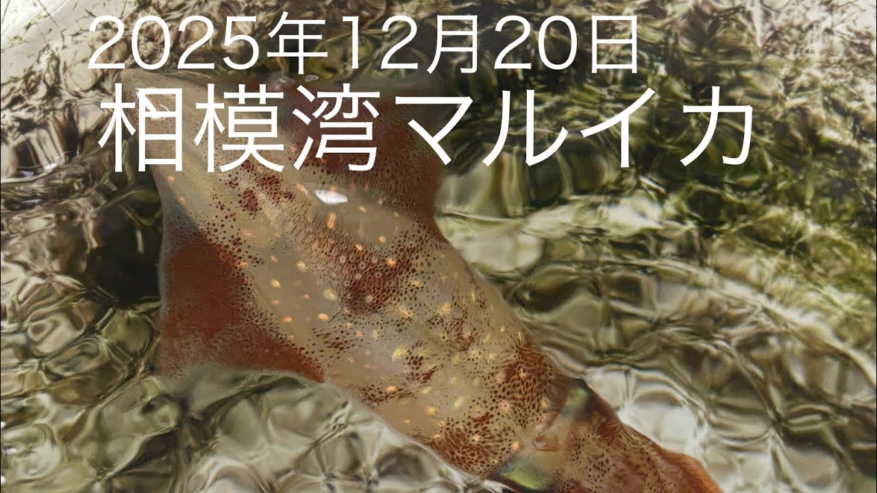 相模湾マルイカ 2025年12月20日