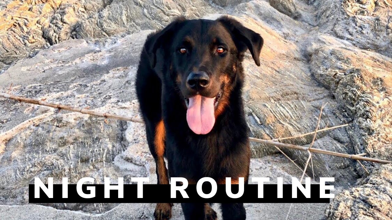 ROUTINE DU SOIR AVEC MON CHIEN