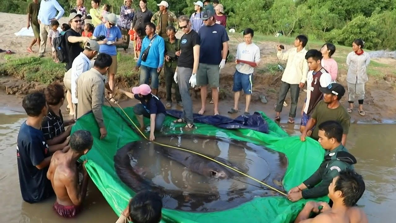 Maior peixe de &aacute;gua doce do mundo &eacute; encontrado no Camboja | AFP