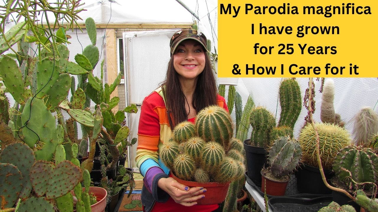 My Parodia magnifica Cactus I have grown for 25 years & How I Care for it #cactus #cacti