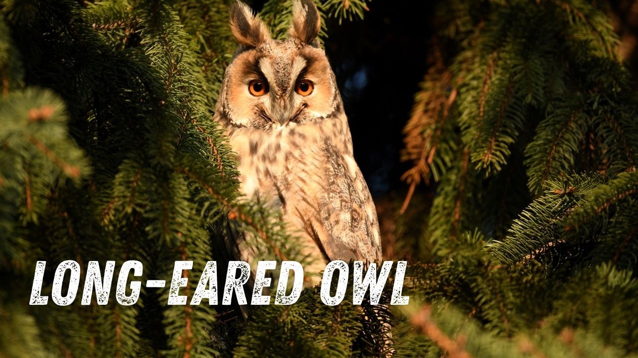 Long-eared Owl Sounds & Calls | The Mysterious Voice of the Night