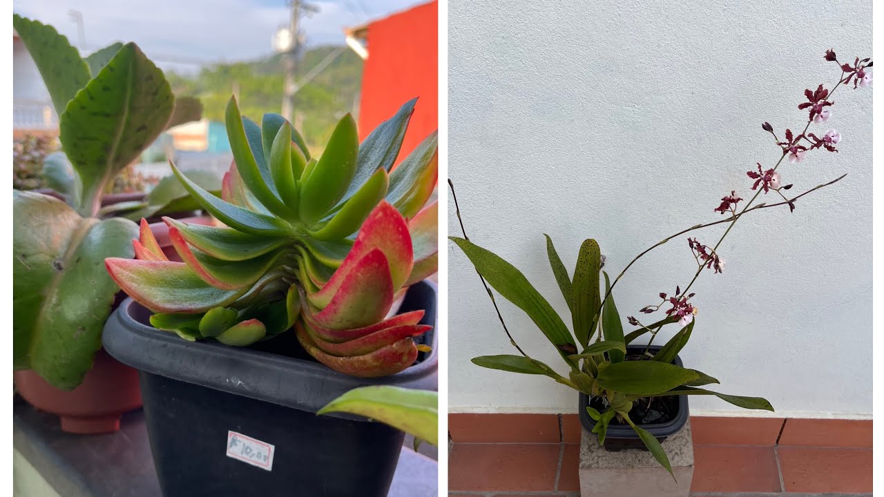 Orquídeas e suculentas da varanda ❤️