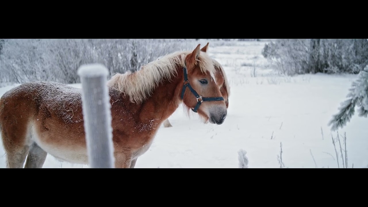 Sirui 50mm anamorphic test
