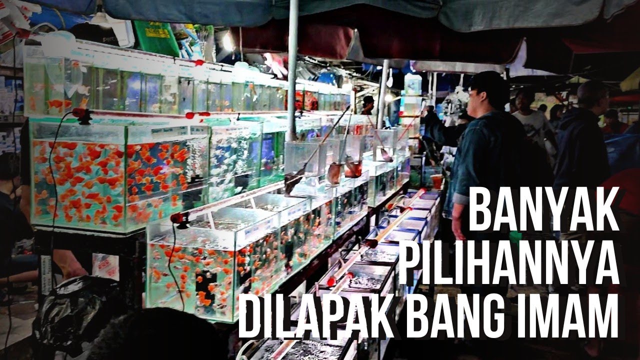 BANYAK STOK PILIHAN IKAN HIAS DI LAPAK BANG IMAM || PASAR IKAN HIAS JATINEGARA 