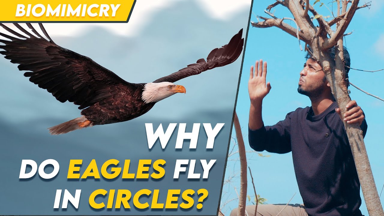 Why do eagles fly in circles? | Biomimicry | Tamil | LMES