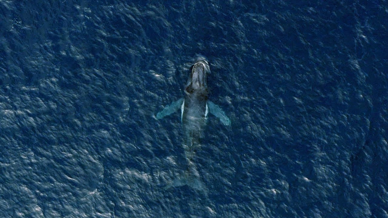 Watching over the Earth&rsquo;s Blue Heart | #Rolex #PerpetualPlanet #HopeSpots