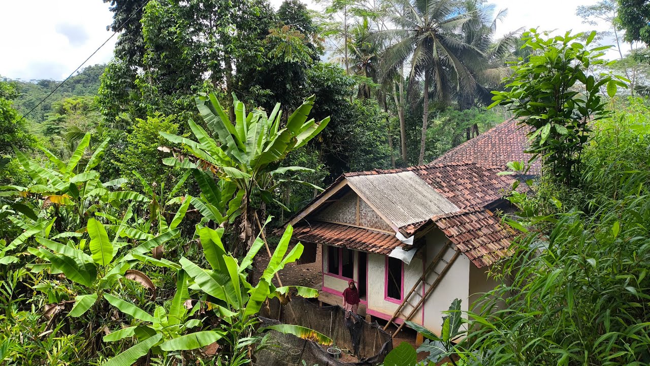 MESKI YANG LAIN SUDAH PINDAH.NENEK INI TETAP MEMILIH TINGGAL SENDIRI DI KAMPUNG MATI DEKAT HUTAN