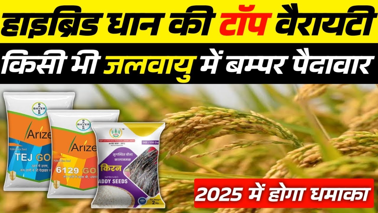 हाइब्रिड धान की टॉप वैरायटी | Best Hybrid Paddy Varieties for Different Climates
