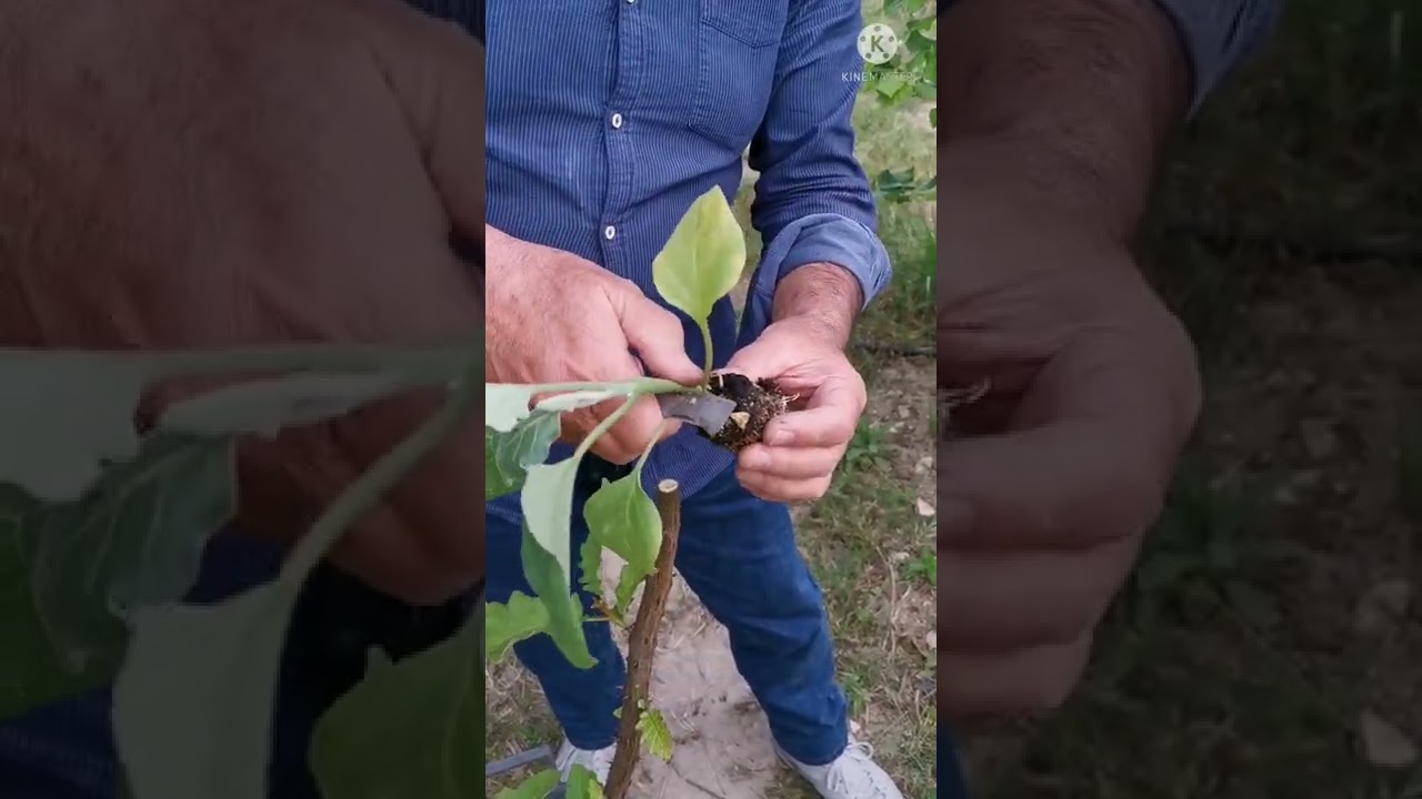 Innesto a corona di melanzane su solanum in vaso.