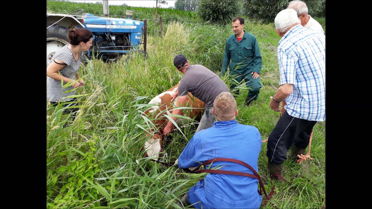 roodbonte hoogdrachtige koe uit sloot bevrijd