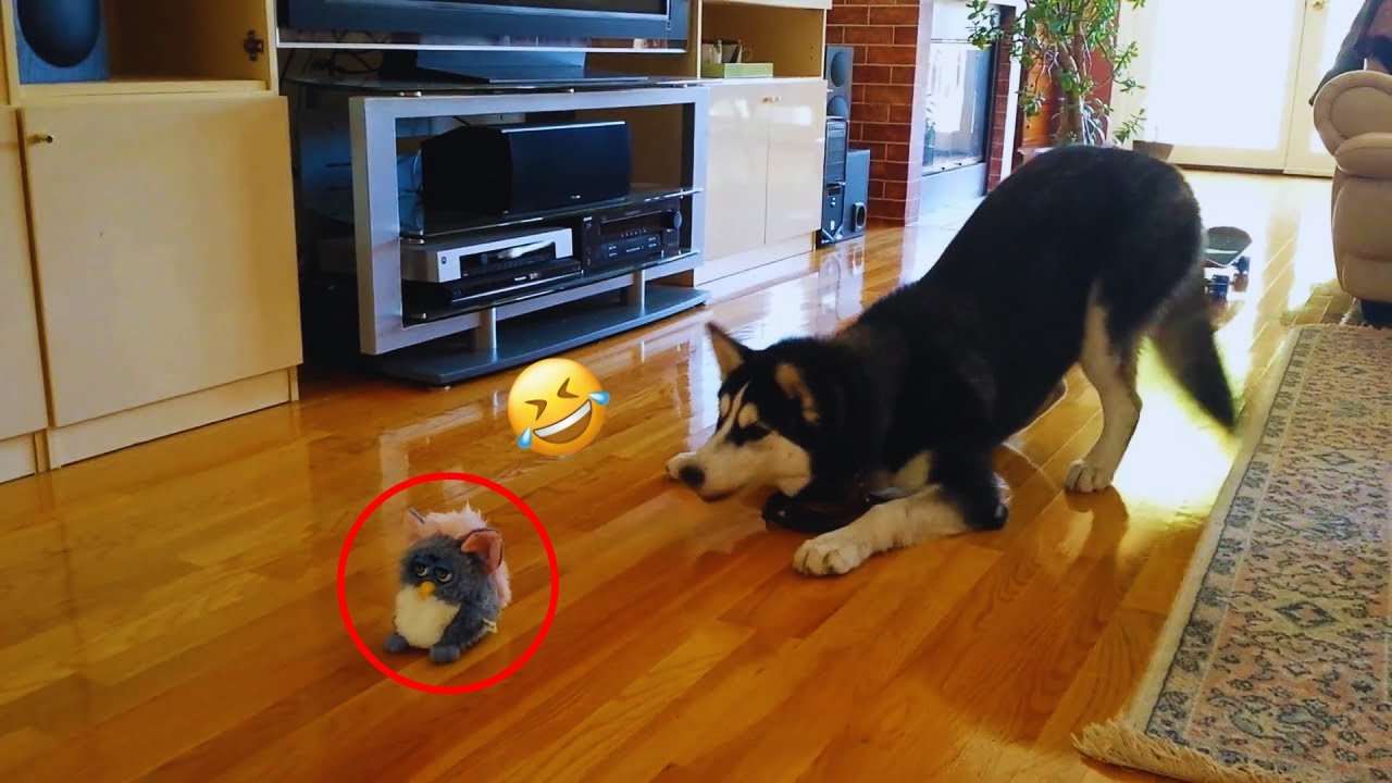 Funny DOGS videos 2024 😁🐶 New Funniest Animal Videos #22