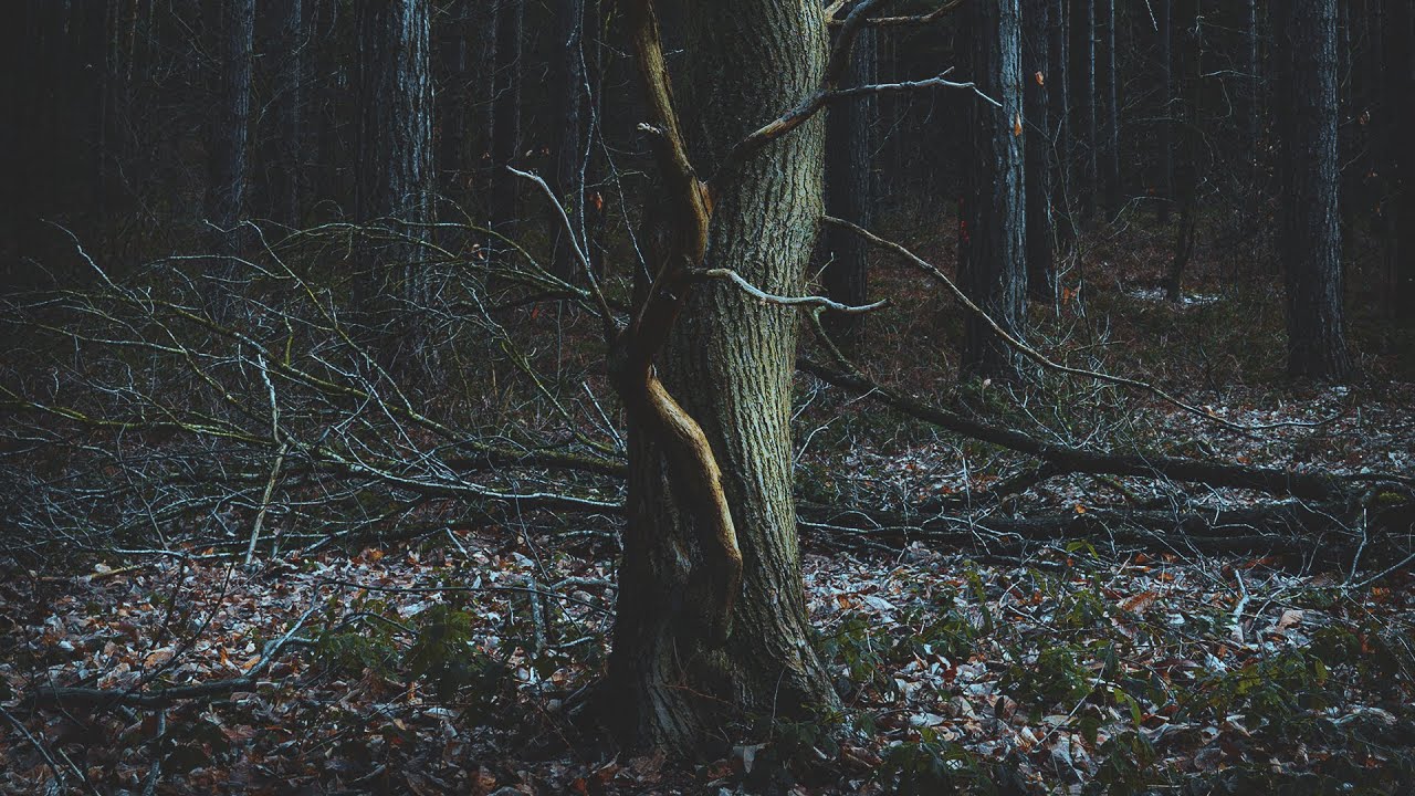 Pine Forest Explore • Photography From Sherwood Forest Pines