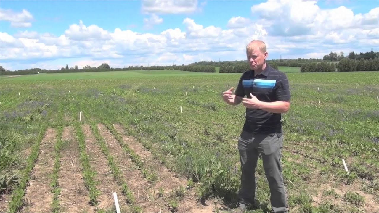 Soybean School - Getting Tough With Tufted Vetch in Soybeans