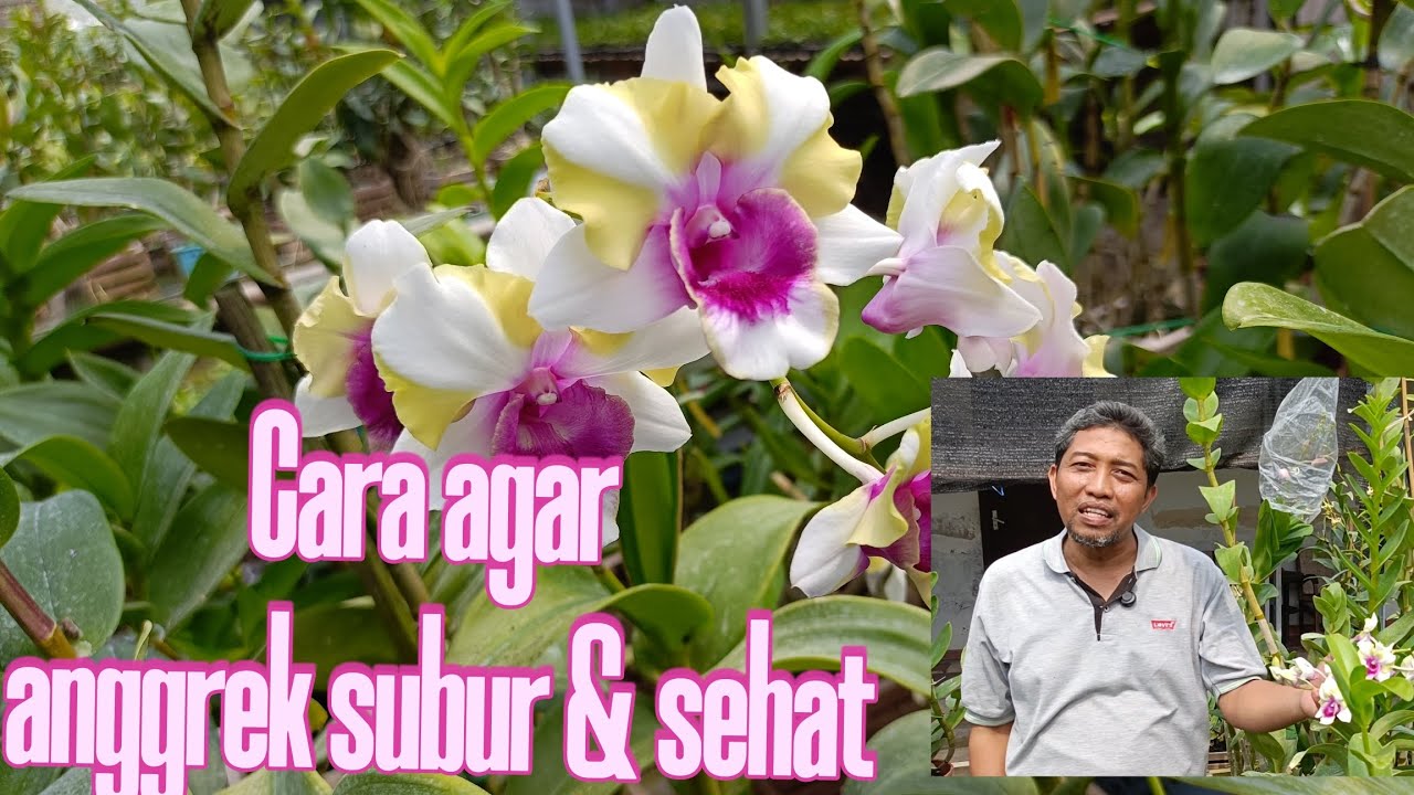 Anggrek subur & sehat dengan cara ini #fsfr #anggrek #dendrobium #greenhouse #cegah #hama #penyakit 