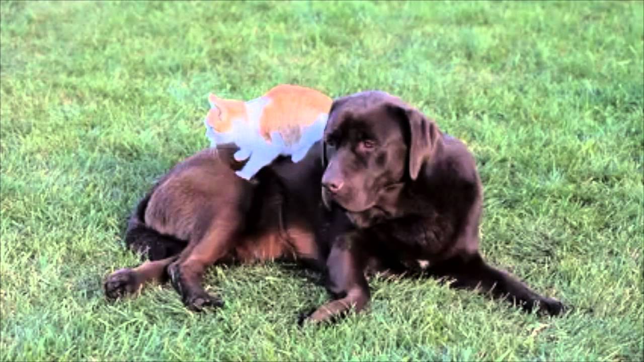 Cats and Dogs as Best Friends - Cute and Adorable Video Compilation