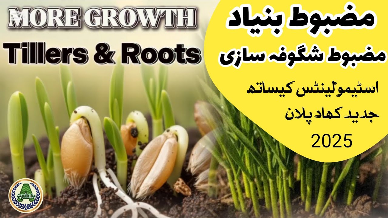 Why Wheat Doesn’t Tillering |Best Fertilizer & Stimulants Plan for wheat crop. 