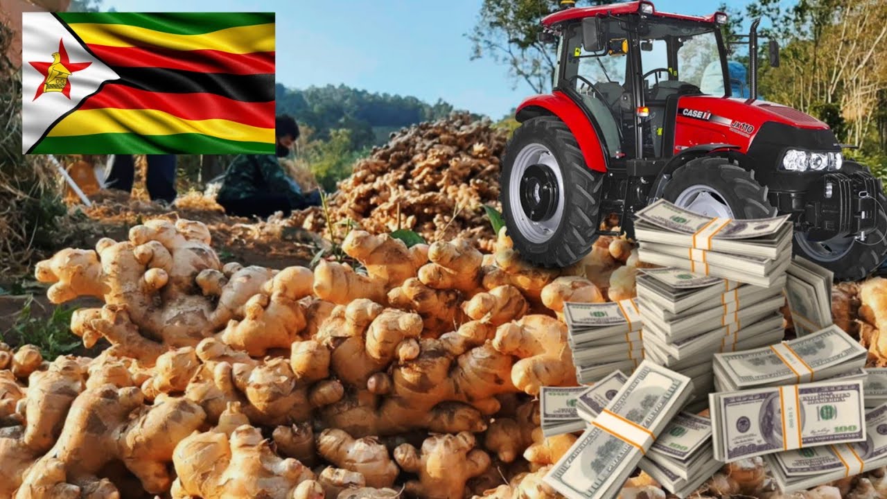 How Much Money A Farmer Can Make Growing 1 Hectre Of Ginger In Zimbabwe