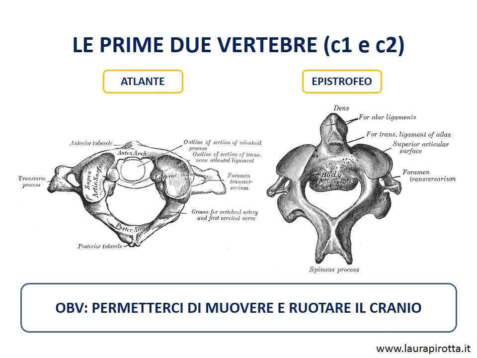 17. Le vertebre