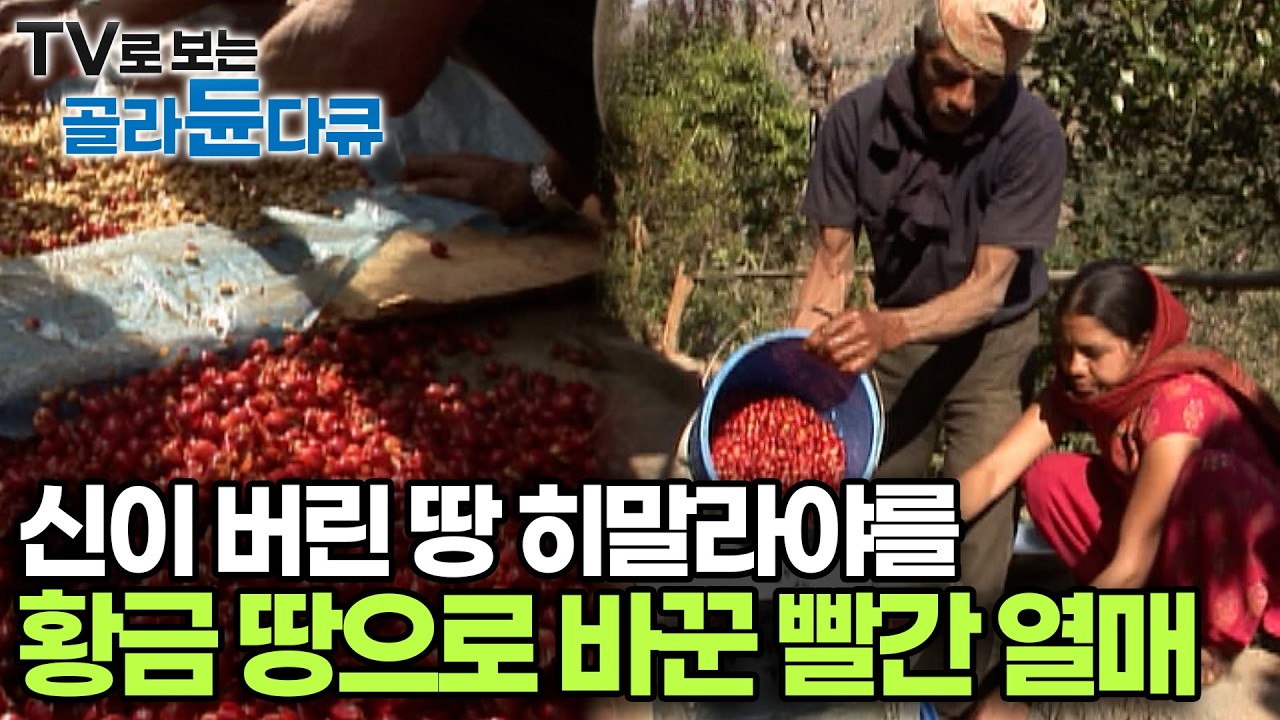 히말라야 해발 2,000m 오지가 '황금 땅'이 된 이유｜신이 내린 빨간 열매의 기적｜공정무역｜#골라듄다큐
