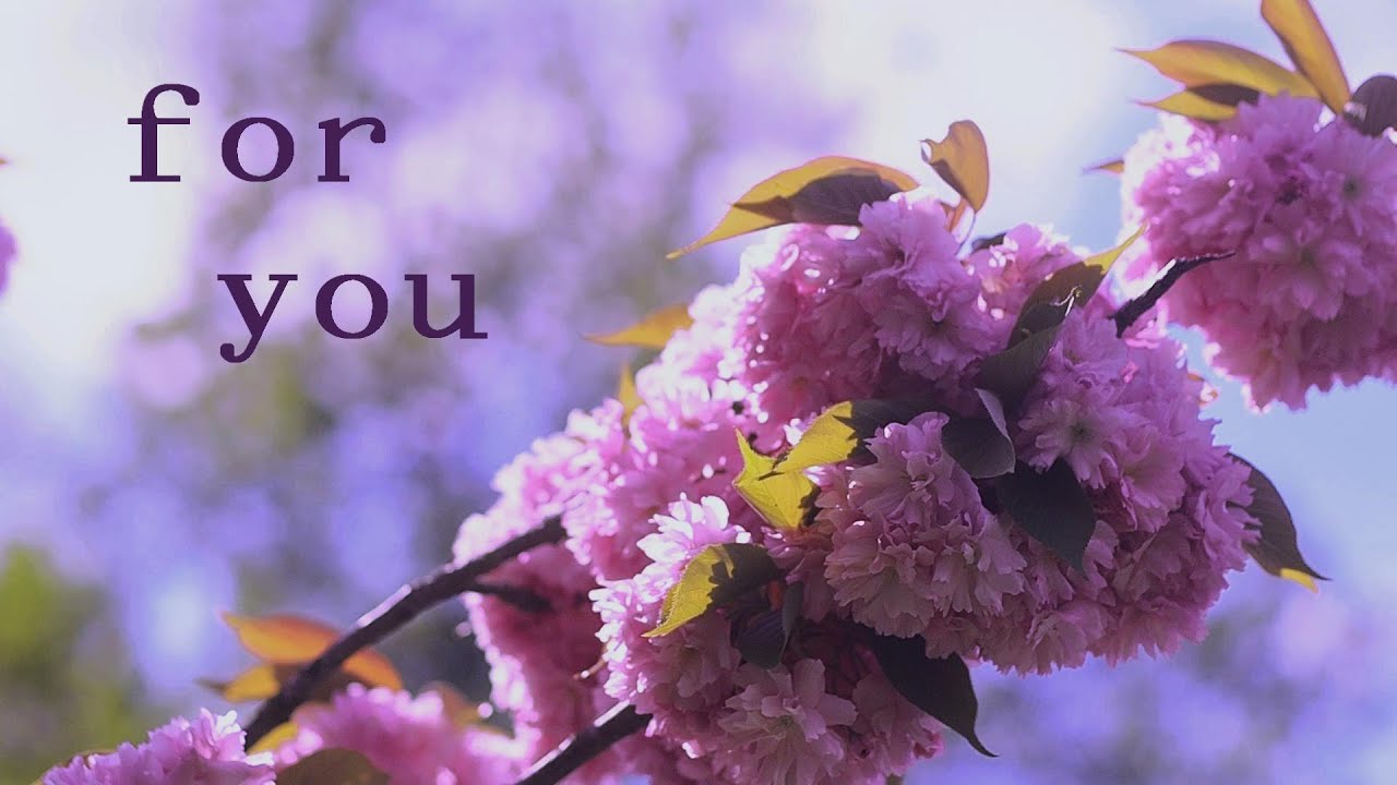 Burning Blossoms, SUNFLOWƏR - I hate I love (Lyric Video)