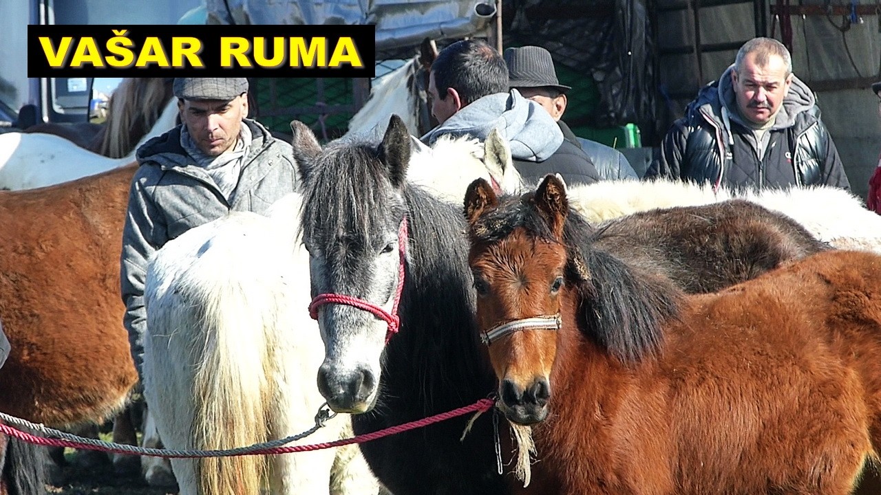 Rumski va&scaron;ar  KONJI