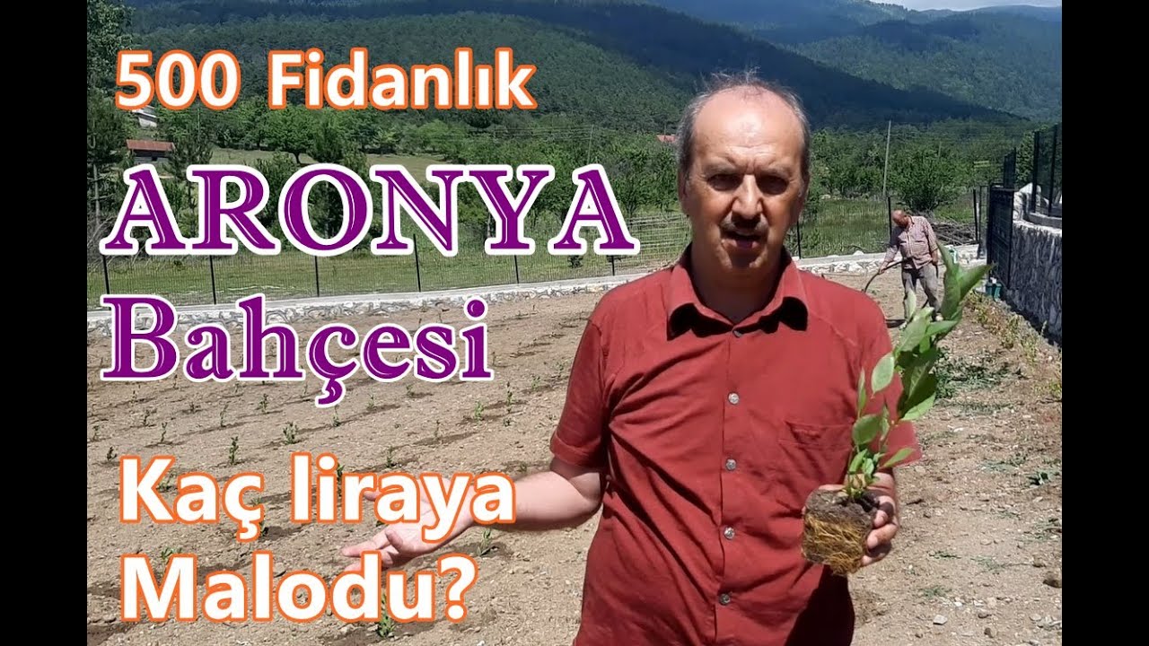 500 fidanlık #Aronya bah&ccedil;esi ka&ccedil;a mal oldu #aronia