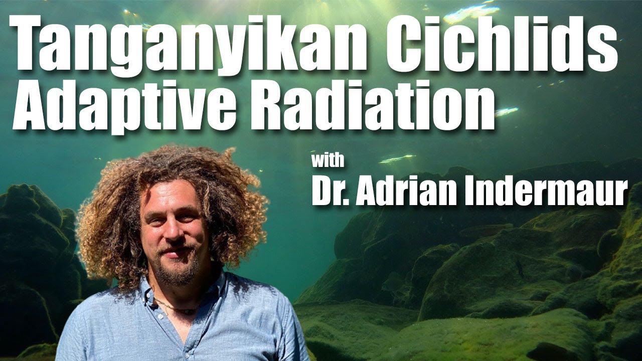 A discussion on Tanganyikan Cichlids and their Adaptive Radiation throughout the history of the Lake