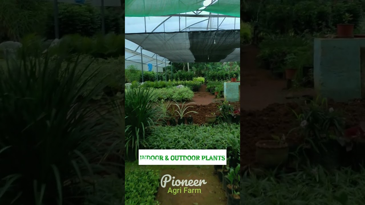 𝙄𝙣𝙙𝙤𝙤𝙧 𝙖𝙣𝙙 𝙤𝙪𝙩𝙙𝙤𝙤𝙧 𝙥𝙡𝙖𝙣𝙩𝙨 wholesale നിരക്കിൽ വില്പനയ്ക്ക്...! | Plant Nursery  in Thrissur | Plants