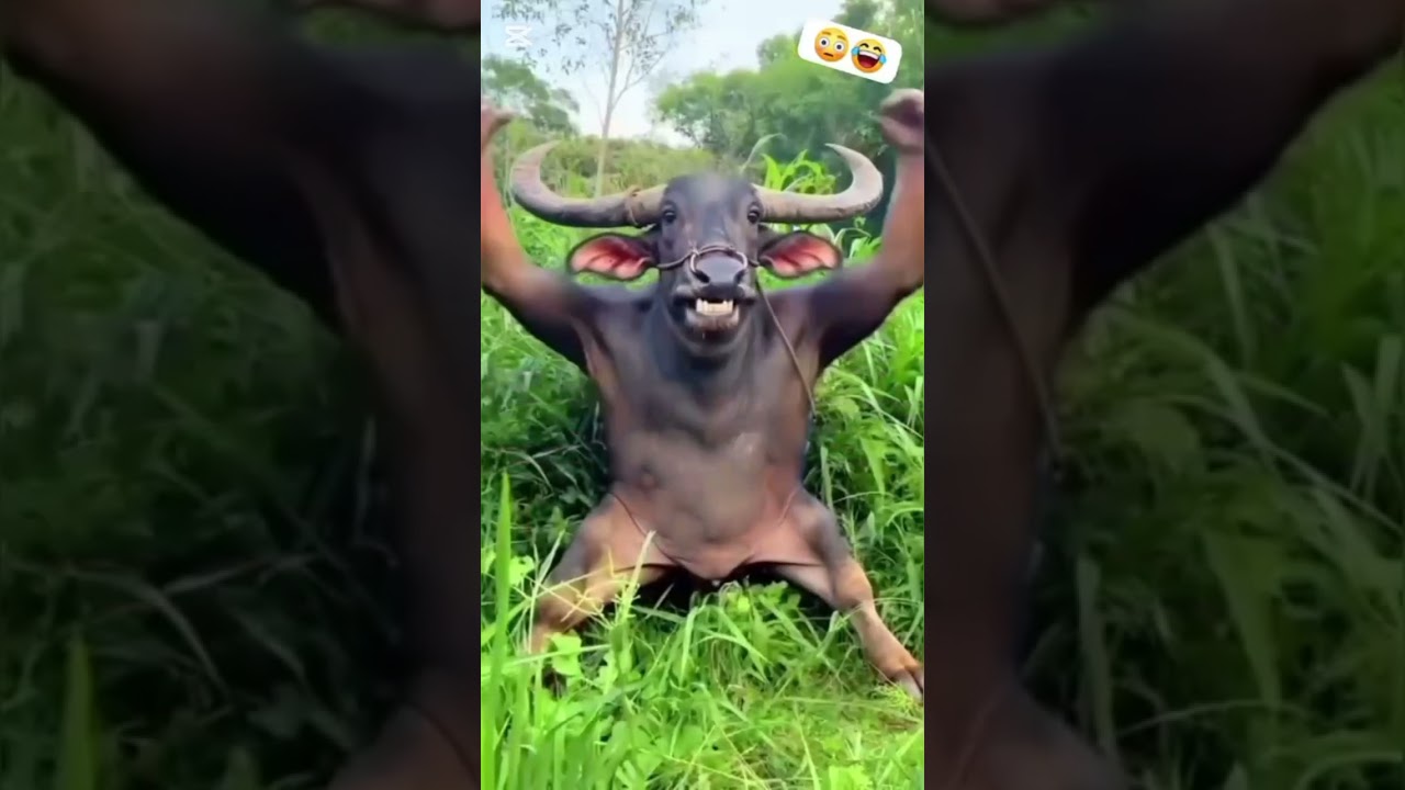হাসতে হাসতে পেট ব‍্যথা হলে কিন্তু দোষ আমার না#viralvideo 