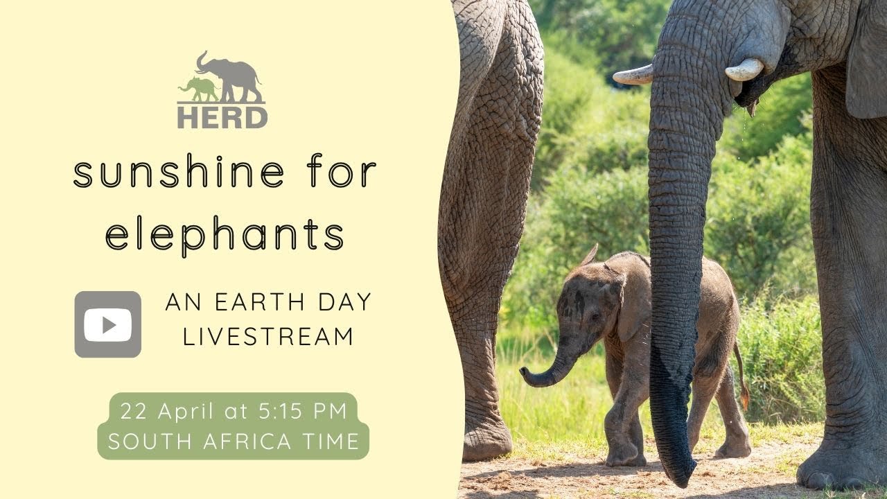 HERD Elephant Orphanage South Africa is live