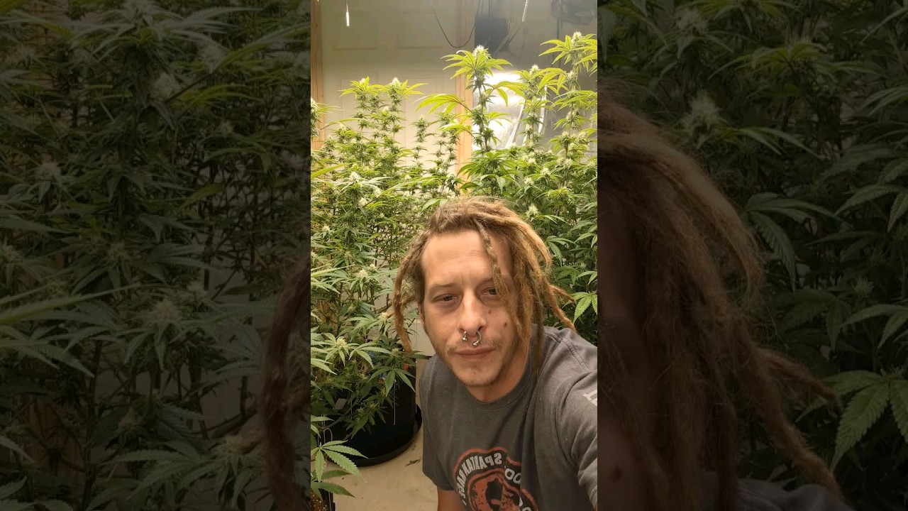 Rosetta stone indoor grow flower update day 25 by brothers Grimm genetics #indoorgrow #cannabis