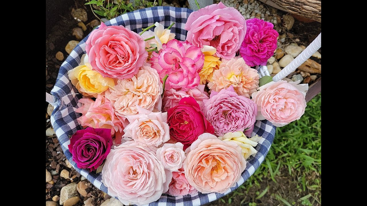 40 roses comparison and quick reviews, October 2021