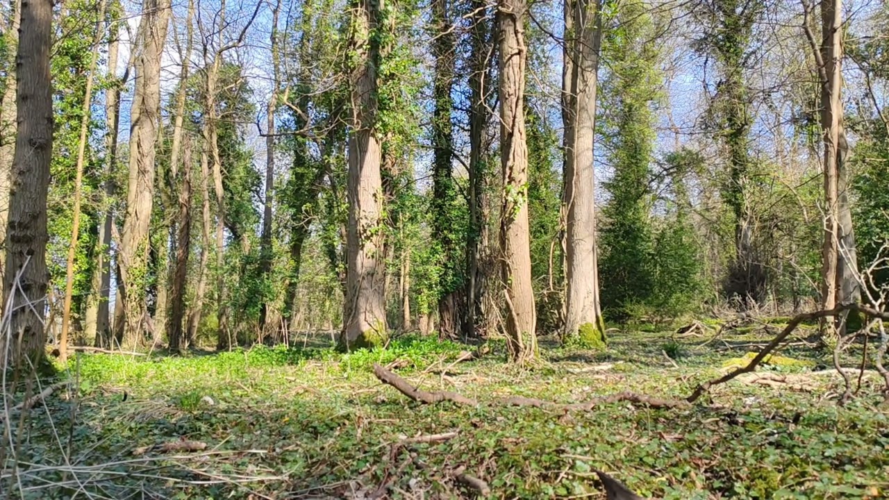 Relax and unwind English woodland